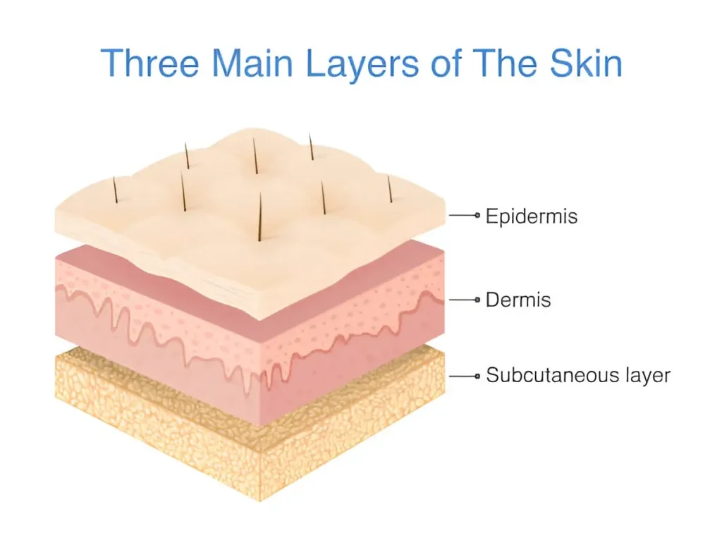 three main layer of skin